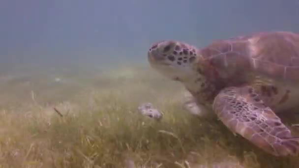 Loggerhead Turtle Filmed Underwater Mexico — Stock Video