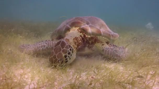 Черепаха Лісоруб Зняла Під Водою Мексиці — стокове відео