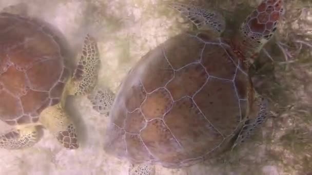 Черепаха Лісоруб Зняла Під Водою Мексиці — стокове відео