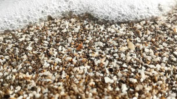 밀물이 들어오면서 해변에서 껍질과 자갈의 움직임 — 비디오