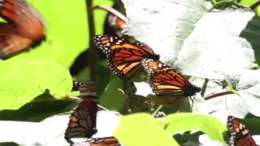 Amerika ve Kanada 'dan her yıl milyonlarca kelebeğin geri döndüğü Meksika' daki kral kelebeği tapınağı.