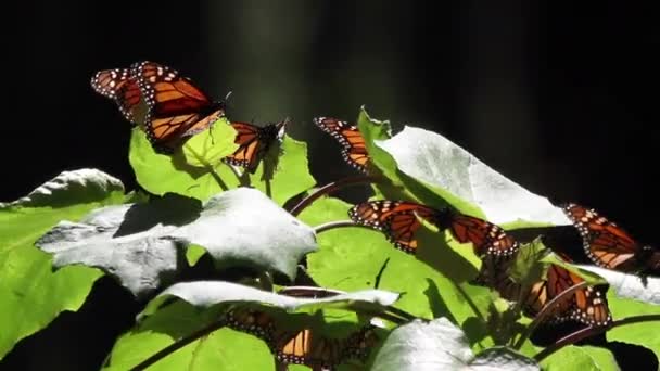 Monarch Butterfly Sanctuary Mexico Millions Butterflies Return Each Year Usa — Wideo stockowe