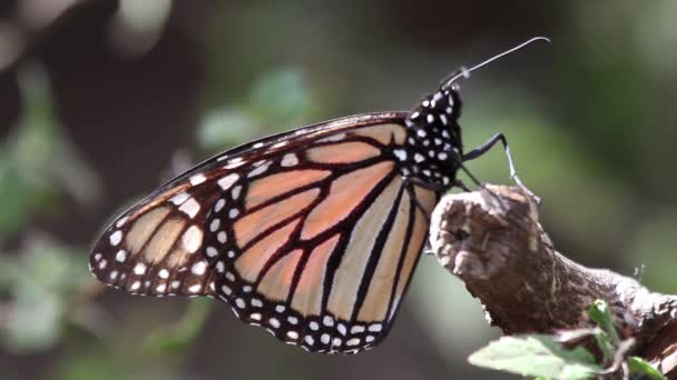 Sanctuaire Papillons Monarques Mexique Des Millions Papillons Reviennent Chaque Année — Video
