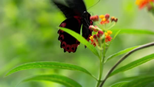 Butterfly Nature Plant — Video Stock
