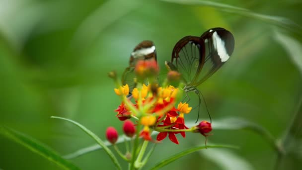 Beautiful Glasswing Butterfly Nature Plant — Video Stock