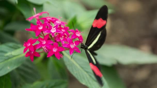 蝴蝶在自然界中的植物上 — 图库视频影像