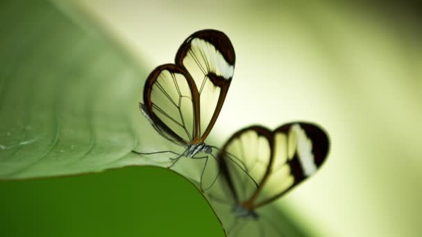 Belle Verrière Papillon Dans Nature Sur Une Plante — Video