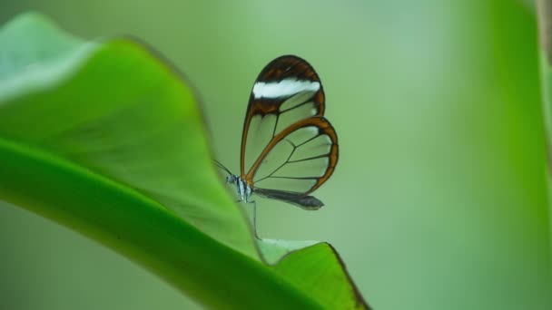 Beautiful Glasswing Butterfly Nature Plant — Video Stock