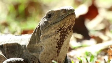 bir atış bir iguana Meksika