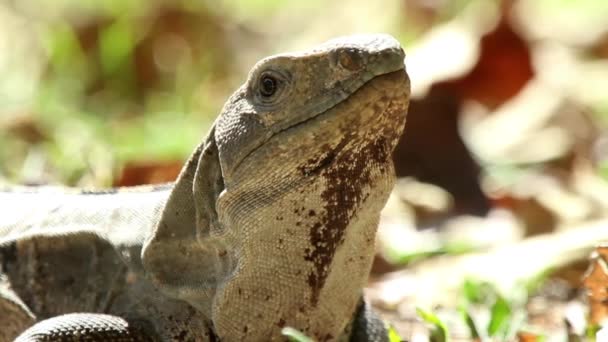 Bir Atış Bir Iguana Meksika — Stok video