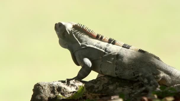 Uma Foto Uma Iguana México — Vídeo de Stock