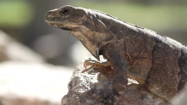 bir atış bir iguana Meksika