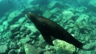 Underwater shots of sea lions, whilst scuba diving in cabo pulmo, baja california sur, mexico