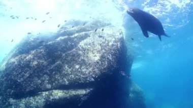 Deniz aslanlarının sualtı görüntüleri, Cabo Pulmo, Baja California sur, Meksika 'da dalış yaparken