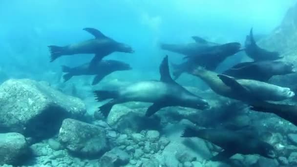 Подводные Снимки Морских Львов Время Подводное Плавание Cabo Pulmo Баха — стоковое видео