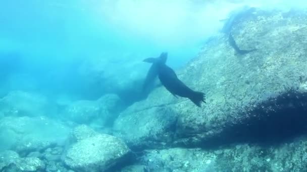 Подводные Снимки Морских Львов Время Подводное Плавание Cabo Pulmo Баха — стоковое видео
