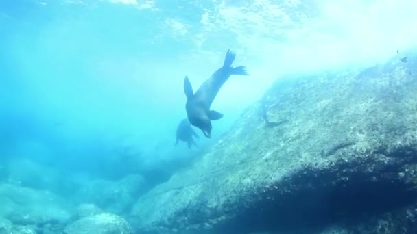 Underwater Shots Sea Lions Whilst Scuba Diving Cabo Pulmo Baja — Video Stock