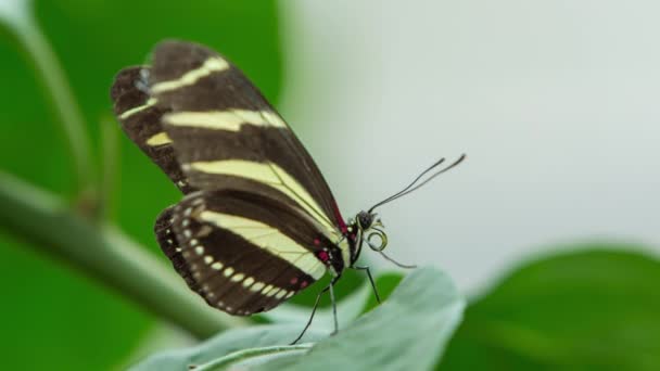 Beautiful Butterfly Nature Plant — Vídeo de Stock
