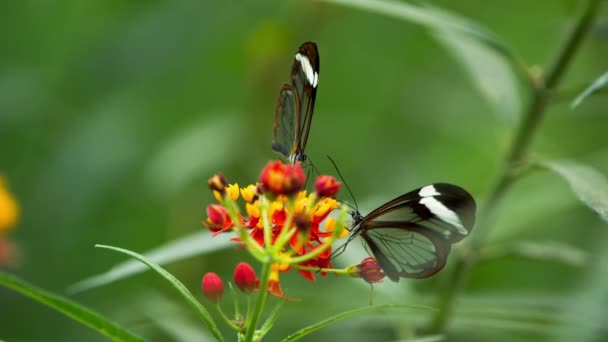 Beautiful Glasswing Butterfly Nature Plant — Stockvideo