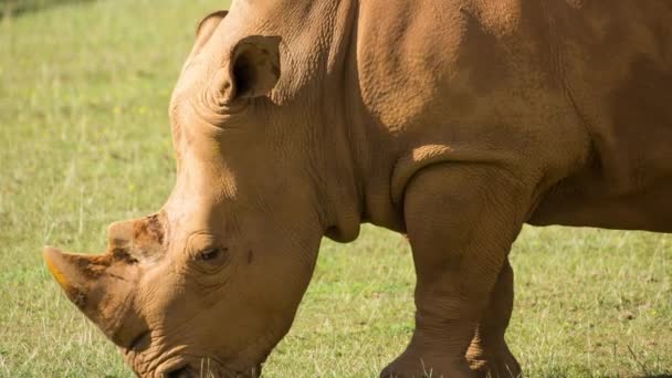 Amazing Rhinoceros Open Beautiful Endangered Species — Video