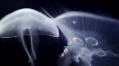 A shot of beautiful jellyfish in aquarium