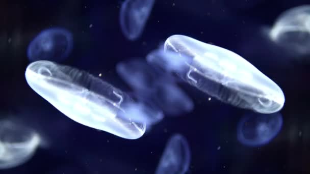 Abstract Pattern Made Jellyfish Aquarium — Vídeo de stock