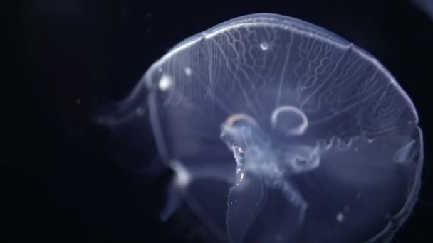 Shot Beautiful Jellyfish Aquarium — Video