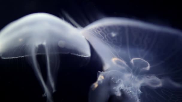 Tiro Hermosas Medusas Acuario — Vídeos de Stock