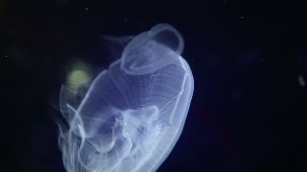 Een Shot Van Prachtige Kwallen Het Aquarium — Stockvideo