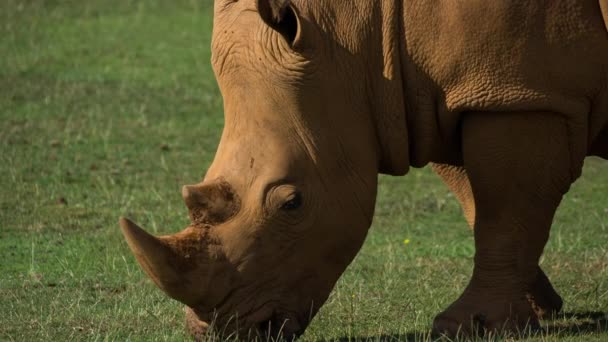 Amazing Rhinoceros Open Beautiful Endangered Species — Video