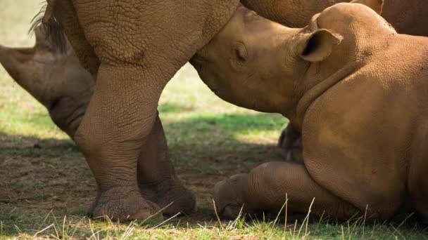 Amazing Rhinoceros Feeding Baby Open Beautiful Endangered Species — 图库视频影像