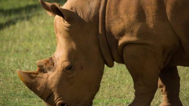 Amazing rhinoceros in the open. beautiful endangered species