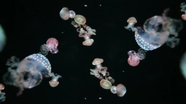 Akvaryumdaki denizanasından yapılan soyut desen