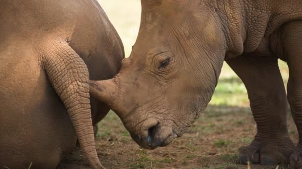 Amazing Rhinoceros Baby Open Beautiful Endangered Species — Stock Video