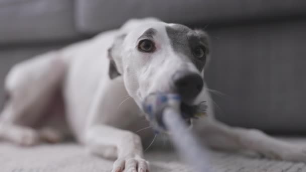 Whippet Dog Playing Her Rope Slow Motion — Stockvideo