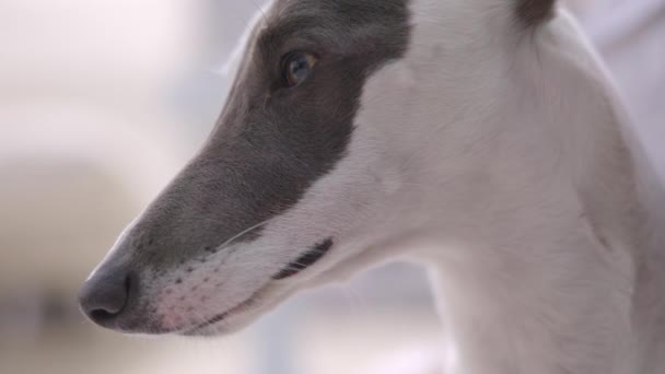 Een Whippet Hond Gevangen Middag Licht Ontspannen Met Zachte Wazig — Stockvideo