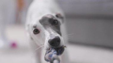 A whippet dog playing with her rope in slow motion