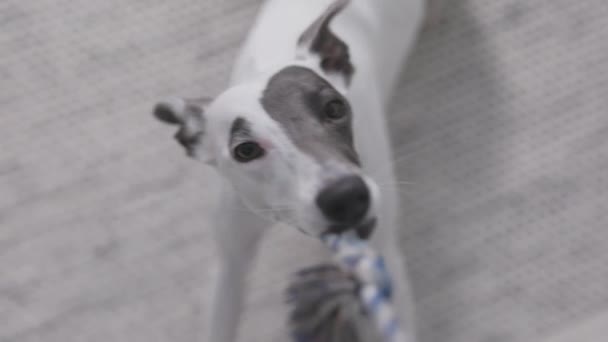 Собака Уиппет Играет Своей Веревкой Замедленной Съемке — стоковое видео