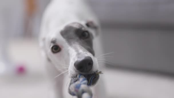 Een Whippet Hond Spelen Met Haar Touw Slow Motion — Stockvideo