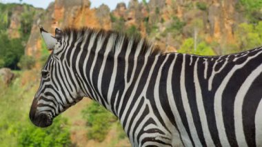 Safari alanında bir zebra.