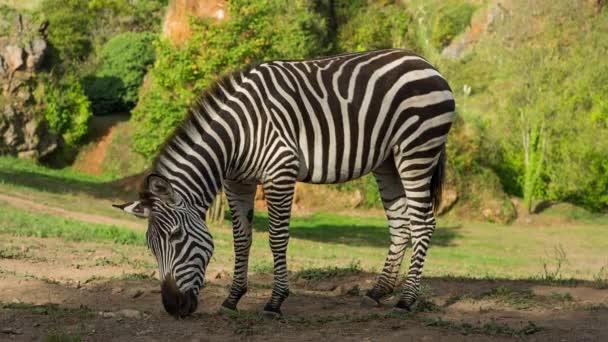 Safari Alanında Bir Zebra — Stok video