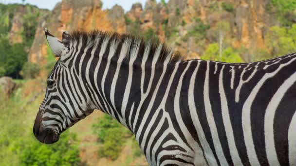 Egy Zebra Egy Szafari Tájon — Stock videók