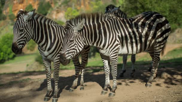 Zebra Safari Landscape — Video