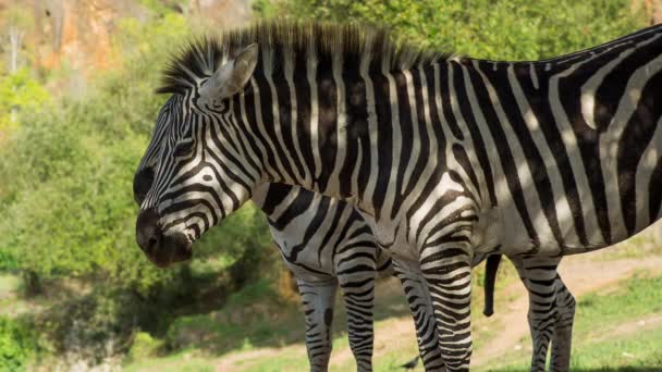Uma Zebra Uma Paisagem Safari — Vídeo de Stock