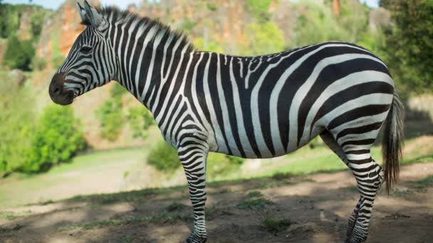 Uma Zebra Uma Paisagem Safari — Vídeo de Stock