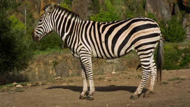 Een Zebra Een Safari Landschap — Stockvideo