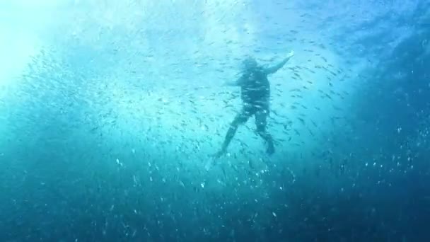 Potápěč Pod Vodou Obklopen Školou Jack Fish — Stock video