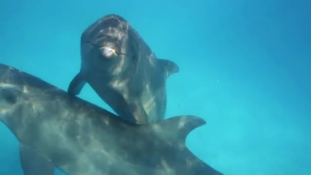 Dolphins Swimming Aquarium — Vídeos de Stock