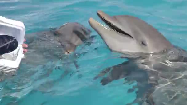 Delfiner Simmar Runt Ett Akvarium — Stockvideo