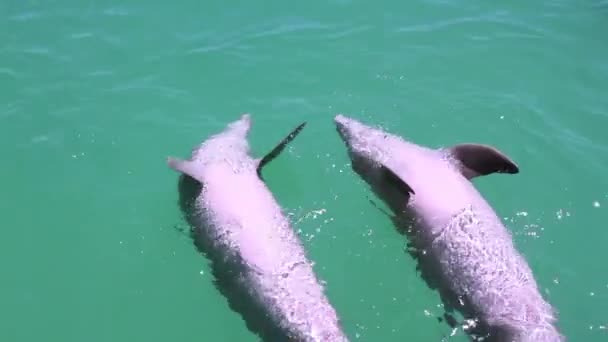 Dolphins Swimming Aquarium — Stock Video